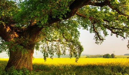 Tìm Hiểu Về Gỗ Sồi